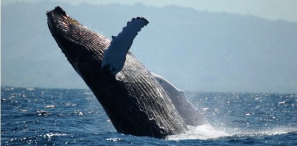Humpback_Whale_Watching_Puerto_Vallarta